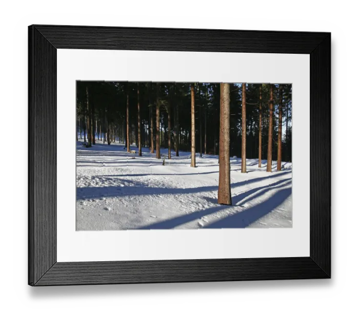 Framed Print : Spruce forest (Picea abies), in winter Framed Print : Spruce forest (Picea abies), in winter