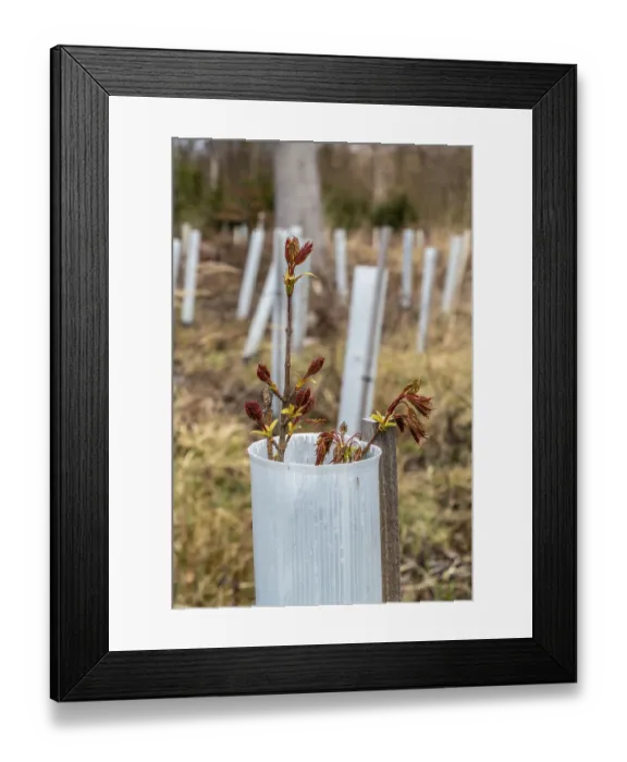 Framed Print : Reforestation in the Arnsberg Forest near Ruethen-Nettelstaedt
