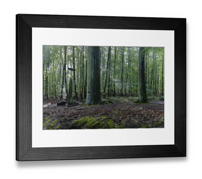 Framed Print : Dense forest with tall trees and sunbeams falling through the canopy Framed Print : Dense forest with tall trees and sunbeams falling through the canopy