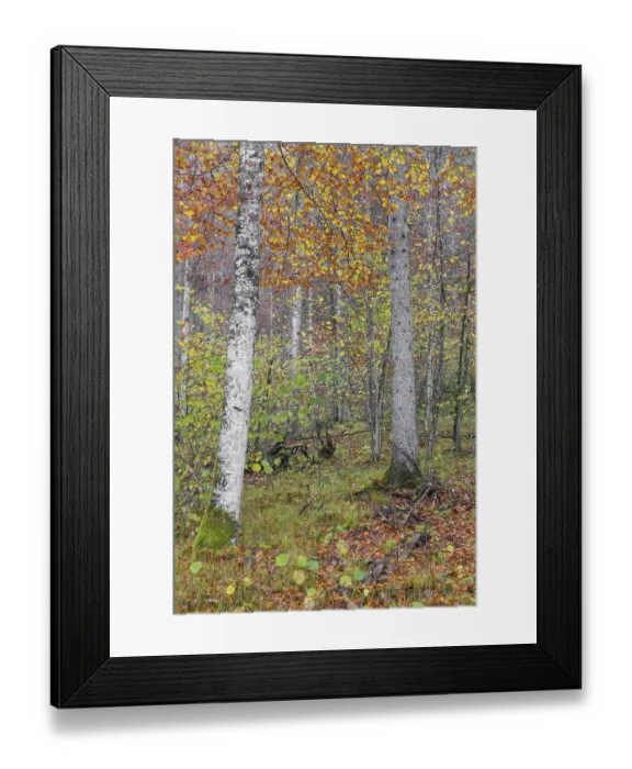 Framed Print : Beech forest, European beech or common beech (Fagus sylvatica) in autumn