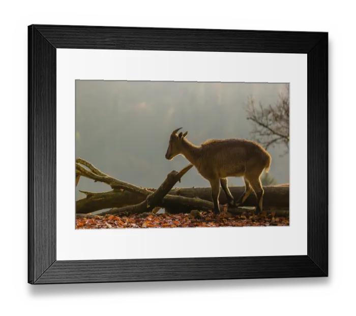 Framed Print : A female Himalayan tahr (Hemitragus jemlahicus) stands backlit on a fallen tree at a forest edge