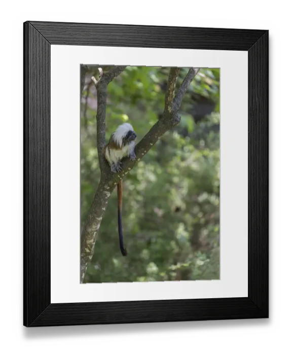 Framed Print : One cotton-top tamarin (Saguinus oedipus)is sitting in a tree Framed Print : One cotton-top tamarin (Saguinus oedipus)is sitting in a tree