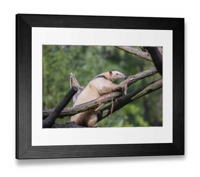 Framed Print : One southern tamandua (Tamandua tetradactyla)