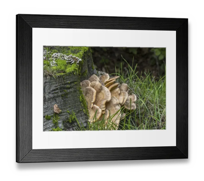 Framed Print : Giant polypore, black-staining polypore (Meripilus giganteus) Framed Print : Giant polypore, black-staining polypore (Meripilus giganteus)