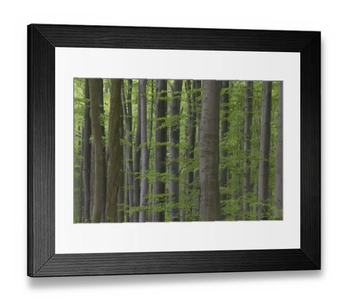 Framed Print : European beech (Fagus sylvatica) Framed Print : European beech (Fagus sylvatica)