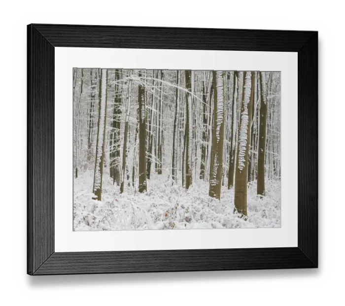 Framed Print : Beech woodland (Fagus sylvatica) Framed Print : Beech woodland (Fagus sylvatica)
