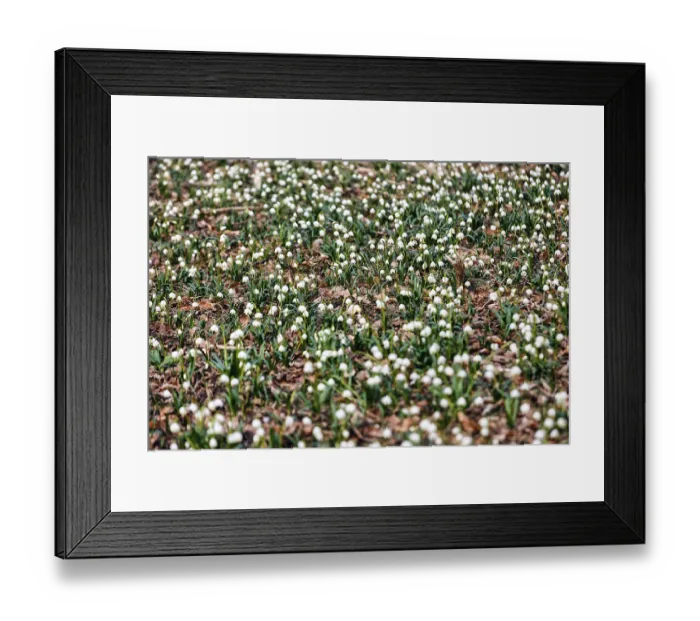 Framed Print : Spring snowflake (Leucojum vernum) Framed Print : Spring snowflake (Leucojum vernum)