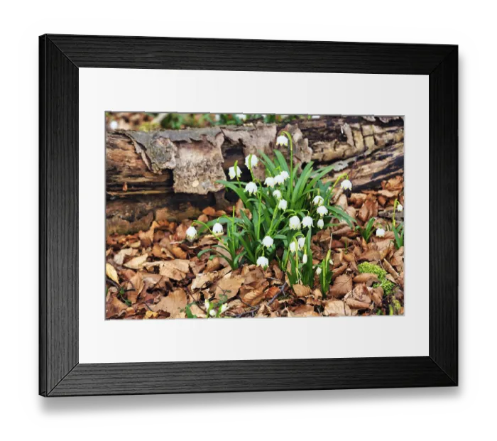Framed Print : Spring knotweed (Leucojum vernum) Framed Print : Spring knotweed (Leucojum vernum)