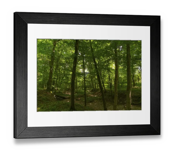 Framed Print : Dried-up watercourse and tree fall in the UNESCO World Heritage Site and Hainich National Park