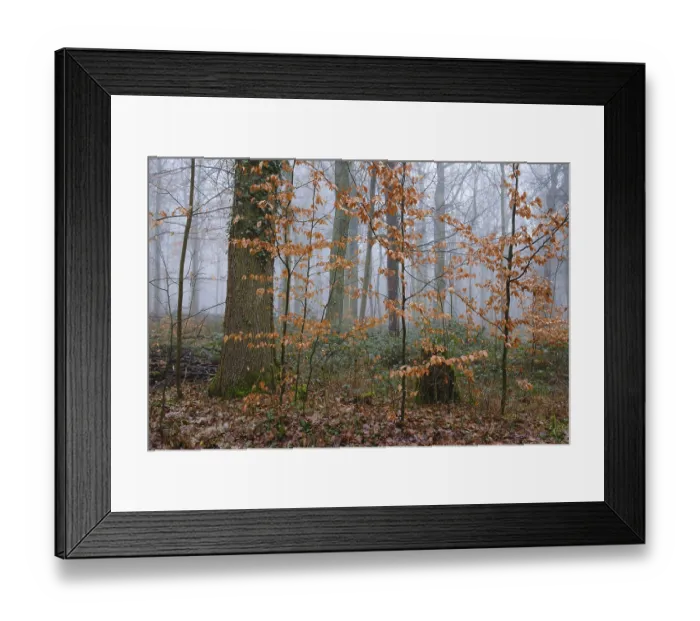 Framed Print : Deciduous forest in the fog, North Rhine-Westphalia Framed Print : Deciduous forest in the fog, North Rhine-Westphalia