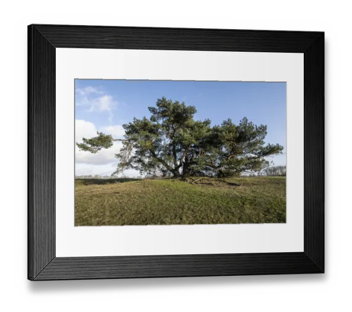 Framed Print : Old Scots pine (Pinus sylvestris) Framed Print : Old Scots pine (Pinus sylvestris)