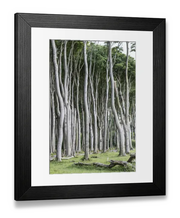 Framed Print : Beech forest (Fagus sylvatica)