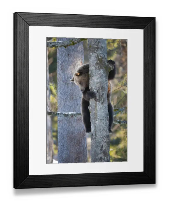 Framed Print : Brown bear (Ursus arctos) climbing a tree
