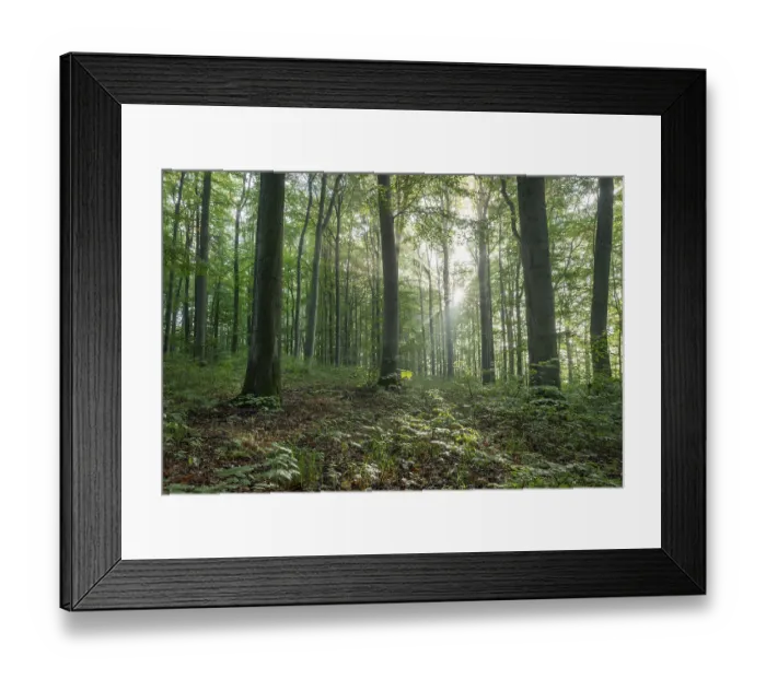 Framed Print : European beech forest, common beeches (Fagus sylvatica)
