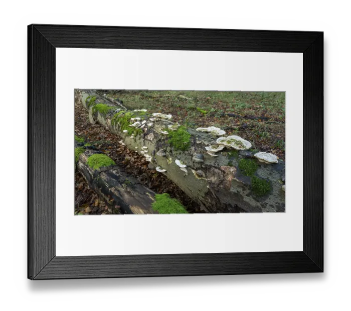 Framed Print : Hairy bracket (Trametes hirsuta) Framed Print : Hairy bracket (Trametes hirsuta)