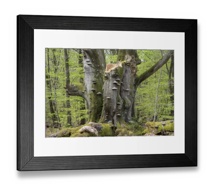 Framed Print : Old copper beech (Fagus sylvatica) with tinder fungus (Fomes fomentarius) Framed Print : Old copper beech (Fagus sylvatica) with tinder fungus (Fomes fomentarius)