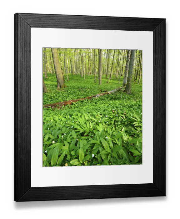 Framed Print : Sunny, untouched natural beech forest in spring
