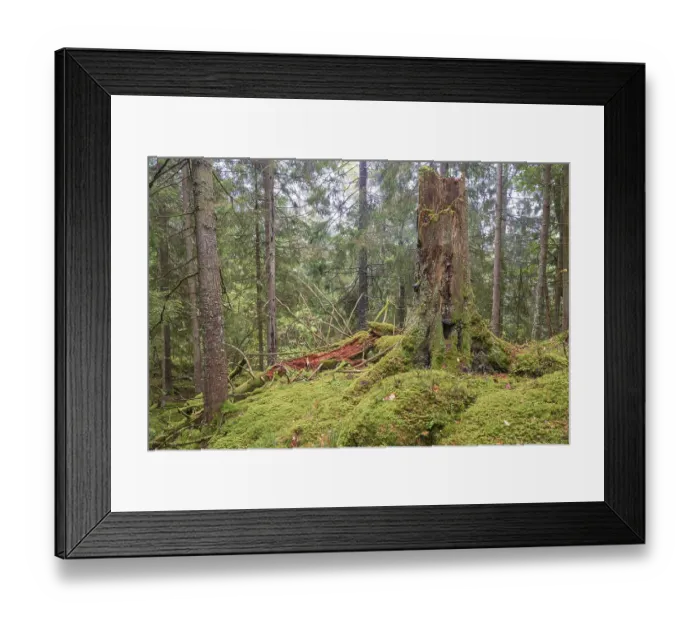 Framed Print : Tree stump in an old growth forest with green moss in a spruce trees