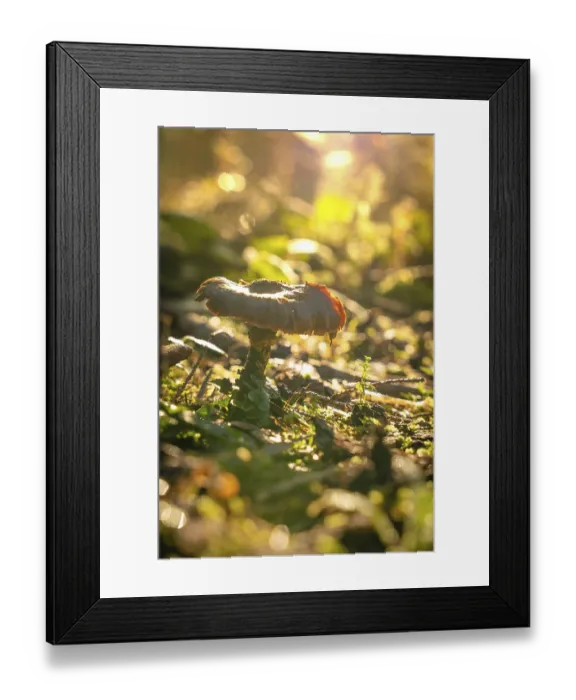 Framed Print : Mushroom Autumn Forest, Morning Framed Print : Mushroom Autumn Forest, Morning