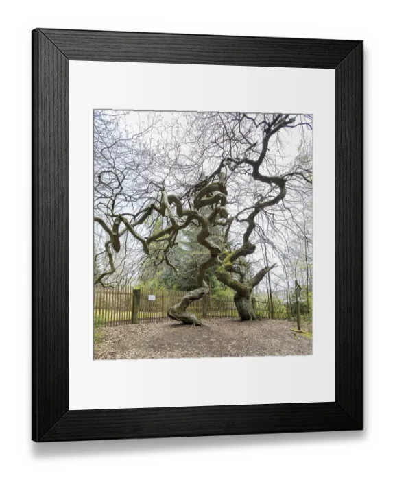 Framed Print : Suentelbuchen, copper beech (Fagus sylvatica)