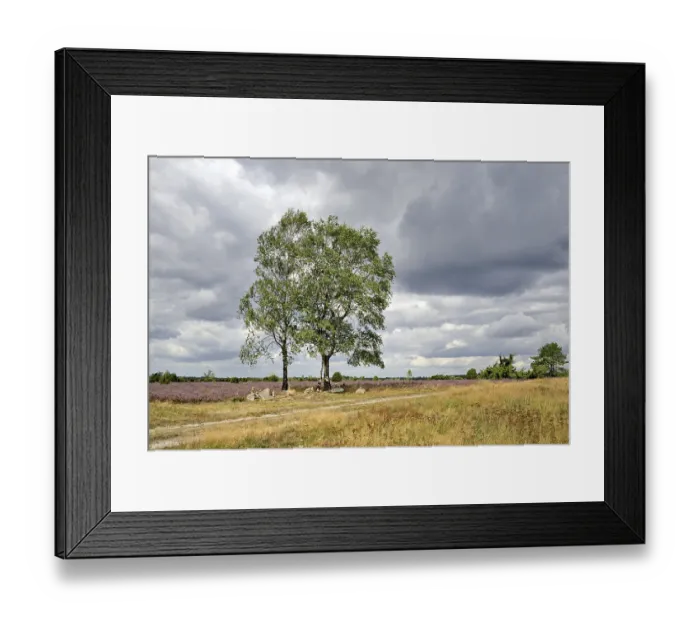 Framed Print : Heath landscape, juniper forest Schmarbeck Framed Print : Heath landscape, juniper forest Schmarbeck