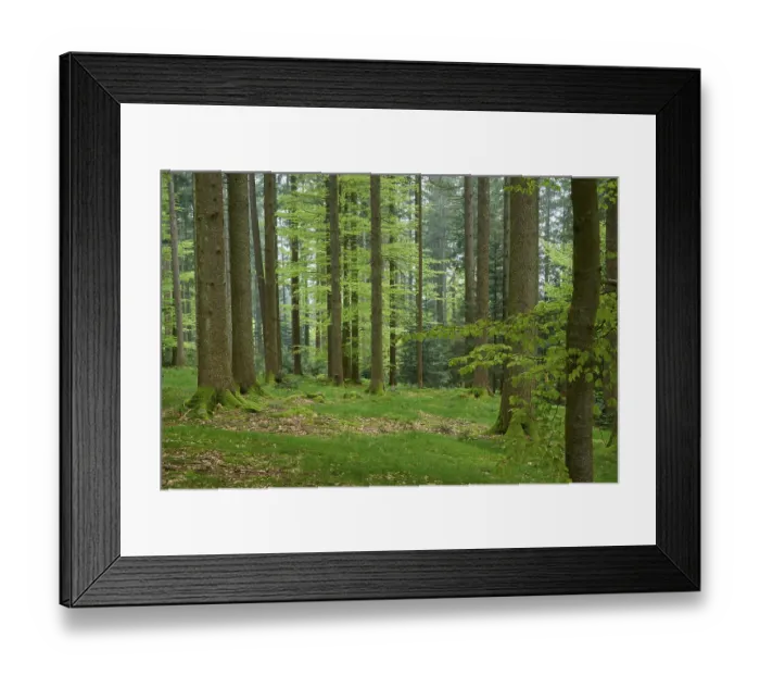 Framed Print : Dense green forest with moss and deciduous trees