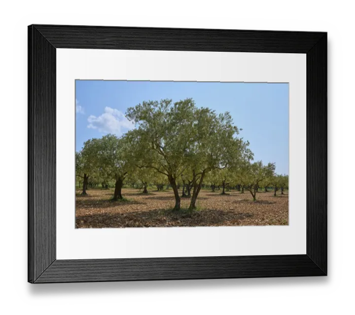 Framed Print : Olive grove (Olea europaea), in summer