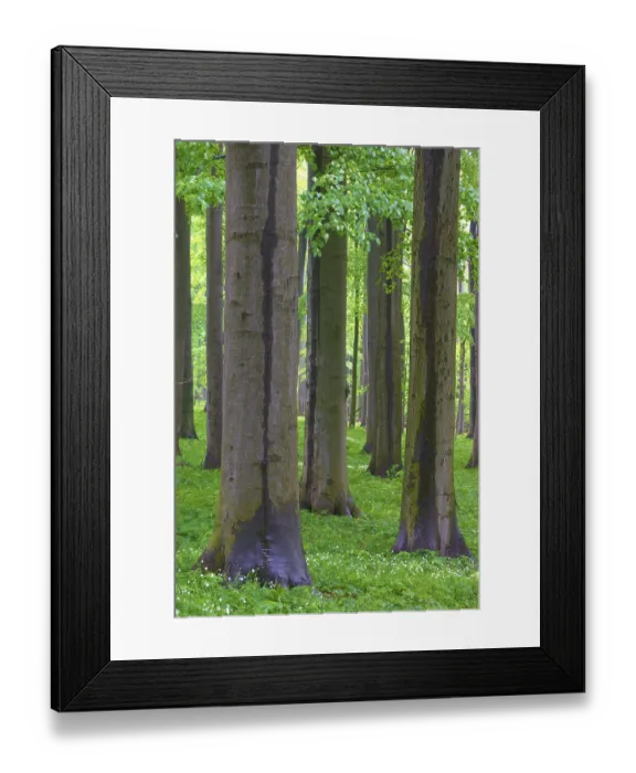 Framed Print : Dense arrangement of beech trees with green leaves Framed Print : Dense arrangement of beech trees with green leaves