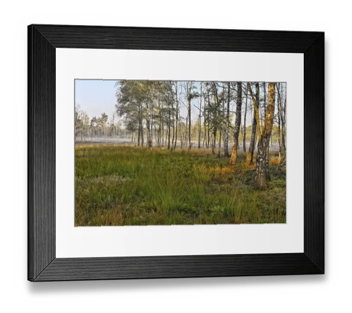 Framed Print : Warty birch (Betula pendula) with grass Framed Print : Warty birch (Betula pendula) with grass