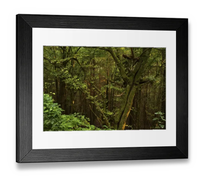 Framed Print : A tree in the forest at sunset Framed Print : A tree in the forest at sunset