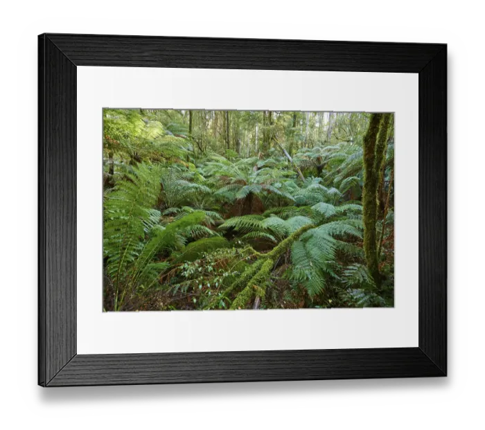 Framed Print : Forest with fern trees (Cyatheales)