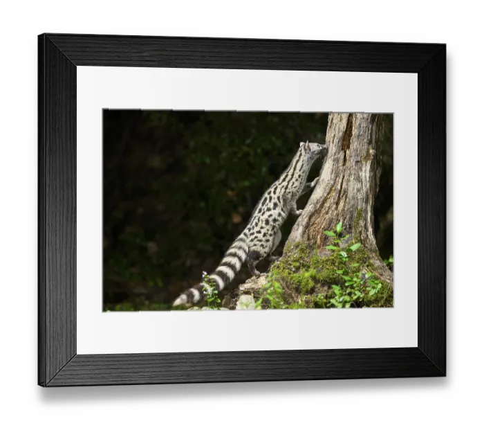 Framed Print : Common genet (Genetta genetta) Framed Print : Common genet (Genetta genetta)