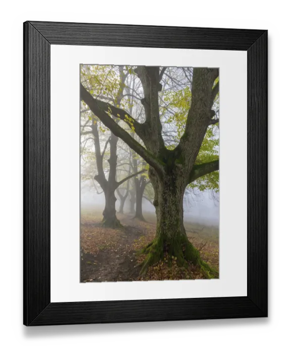 Framed Print : Large-leaved lindens (Tilia platyphyllos)