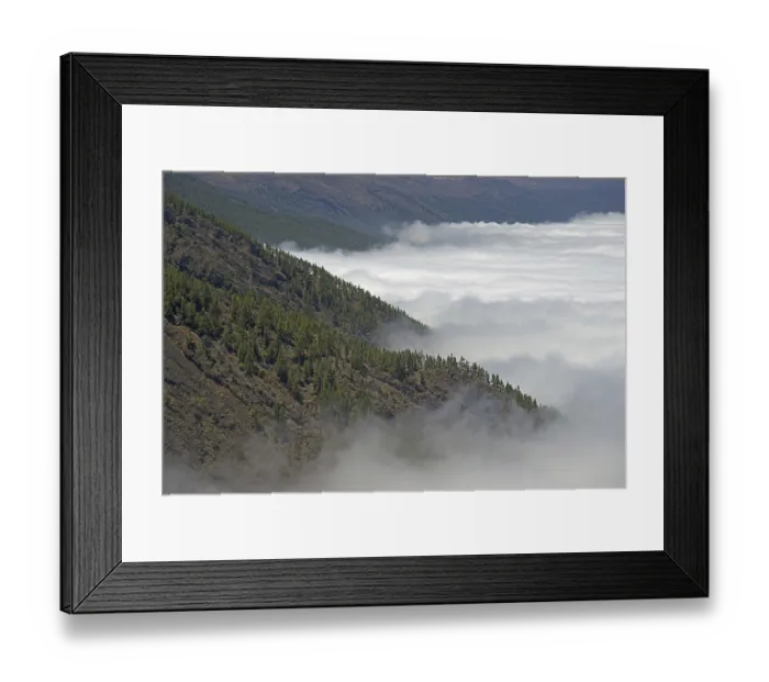 Framed Print : Pine forest, Canary Island pine (Pinus canariensis) Framed Print : Pine forest, Canary Island pine (Pinus canariensis)