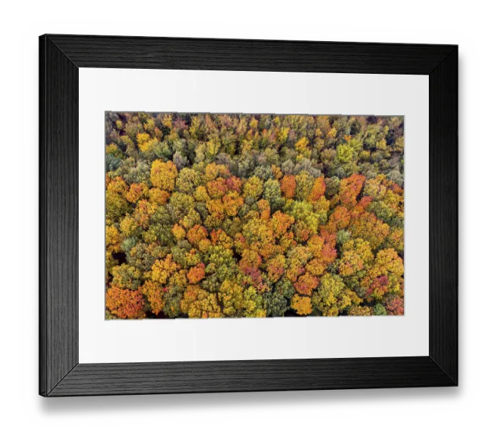 Framed Print : Mixed forest in autumn, colouring