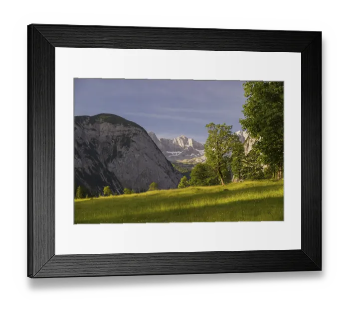 Framed Print : Sycamore maple trees, Acer pseudoplatanus