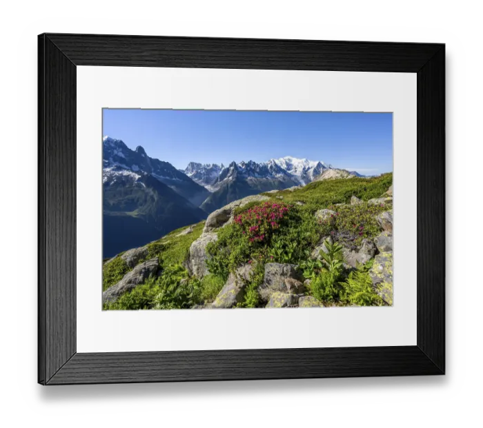 Framed Print : Mountain landscape with alpine roses Framed Print : Mountain landscape with alpine roses