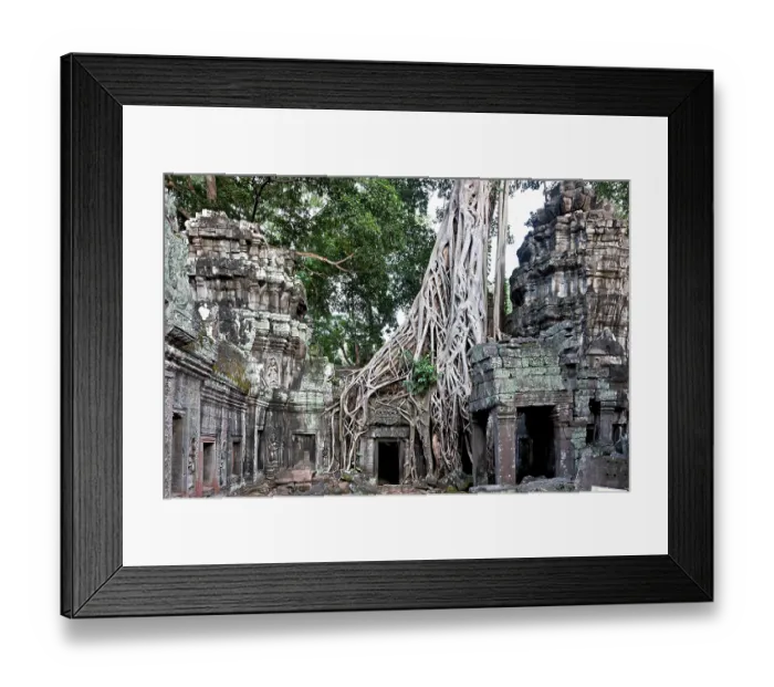 Framed Print : Angkor Ta Prohm, overgrown by aerial roots of the strangler fig (Ficus virens) Framed Print : Angkor Ta Prohm, overgrown by aerial roots of the strangler fig (Ficus virens)