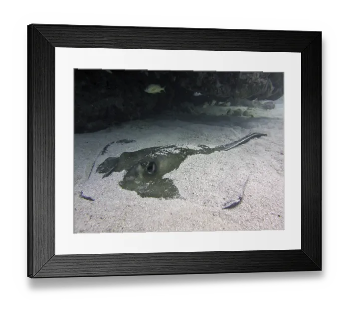 Framed Print : American stingray (Hypanus americanus) half buried in the sand