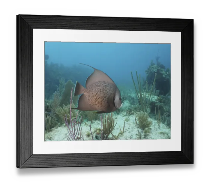 Framed Print : Gray angelfish (Pomacanthus arcuatus) in a typical Caribbean reef