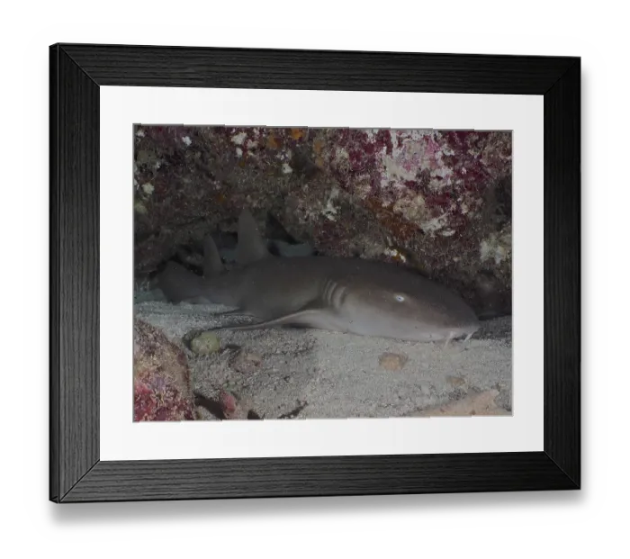Framed Print : Atlantic nurse shark (Ginglymostoma cirratum) lies under rocks on a sandy bottom