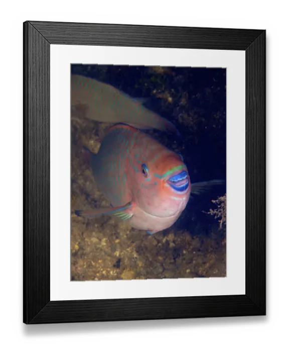 Framed Print : Close-up of a rainbow parrotfish (Scarus guacamaia) with colourful scales and open mouth
