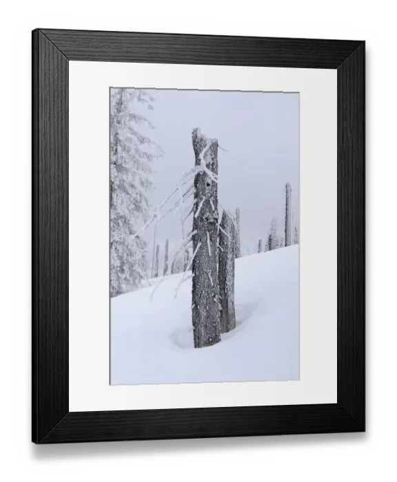 Framed Print : Forest damaged by bark beetles and a storm
