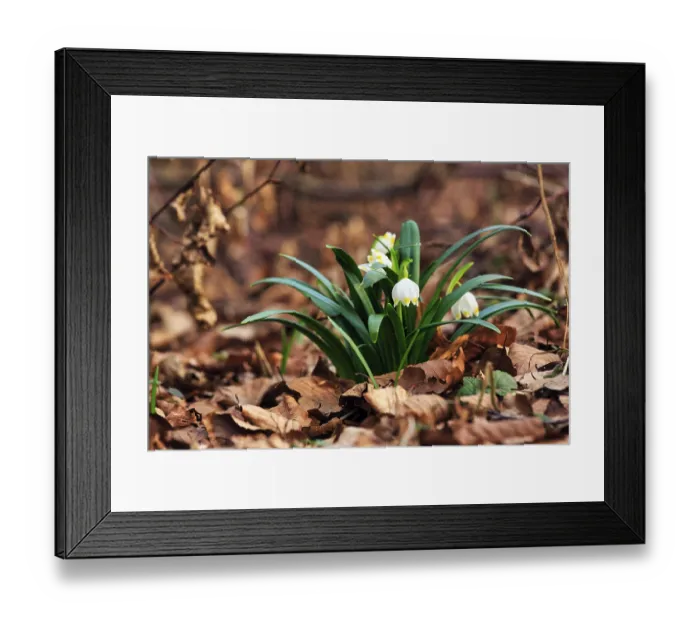 Framed Print : Spring knot flower (Leucojum vernum)
