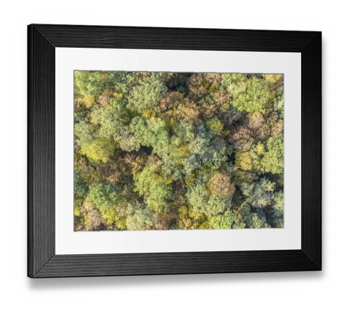 Framed Print : Drone shot of a mixed forest in autumn Framed Print : Drone shot of a mixed forest in autumn