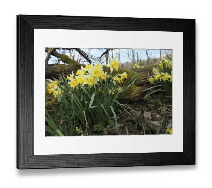 Framed Print : Daffodils or wild daffodils (Narcissus pseudonarcissus) Framed Print : Daffodils or wild daffodils (Narcissus pseudonarcissus)