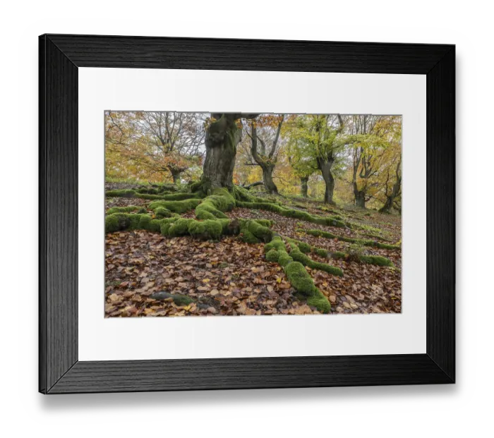 Framed Print : Old copper beech (Fagus sylvatica)