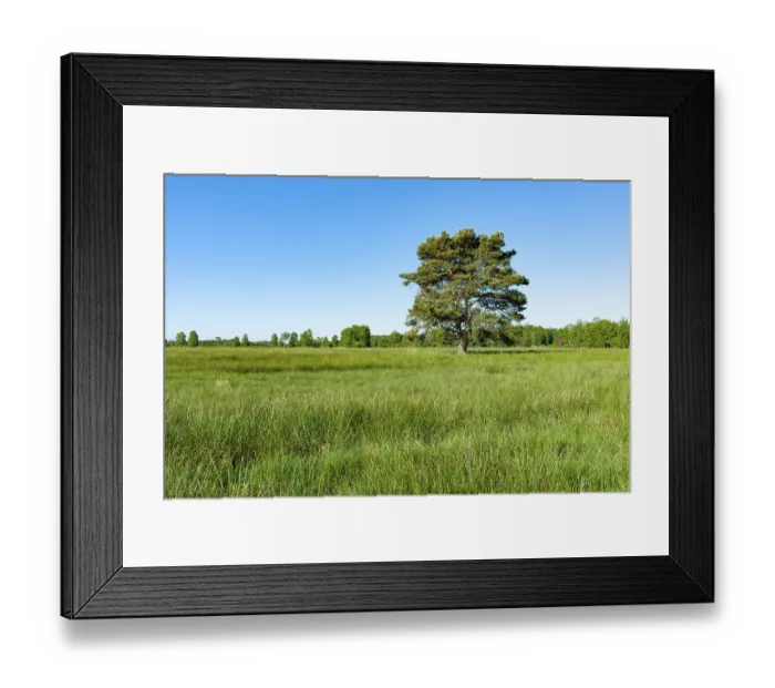 Framed Print : Scots pine (Pinus sylvestris), solitary