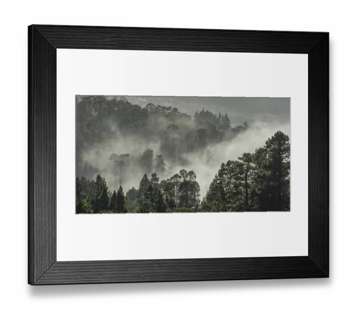 Framed Print : Clouds of mist drift over the forest of Canary Island canary island pine (Pinus canariensis)