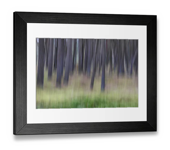 Framed Print : In the pine forest, ICM, Germany, Europe Framed Print : In the pine forest, ICM, Germany, Europe
